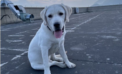 milantiyu米兰-私宠定制溢价四倍，谁在拿“铲屎官”的心意赚钱？